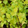 Nugget Ninebark #5 - Image 2
